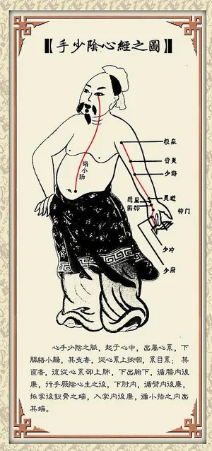 手少阴心经图片
