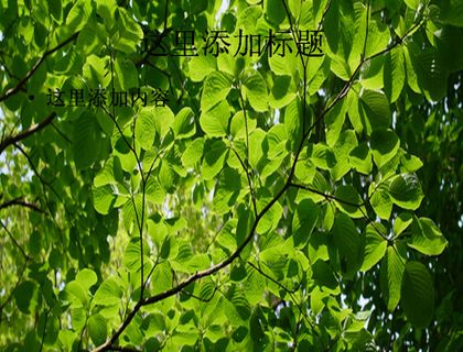 保护眼睛的树枝树叶树夏天电脑pp...