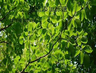 保护眼睛的树枝树叶树夏天电脑pp...