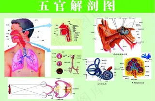 五官解剖图图片