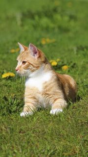 草地上的猫咪高清摄影图片