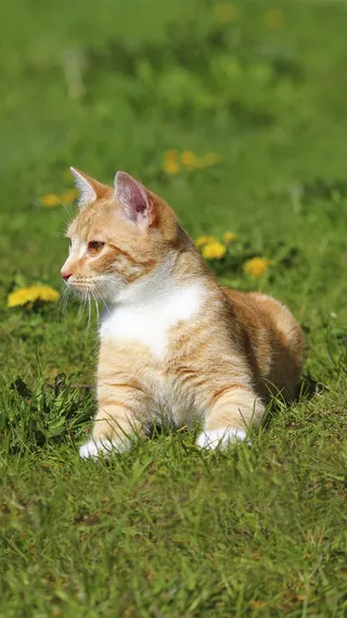 草地上的猫咪高清摄影图片