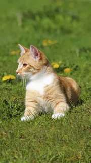 草地上的猫咪高清摄影图片 草地上的猫咪高清摄影图片