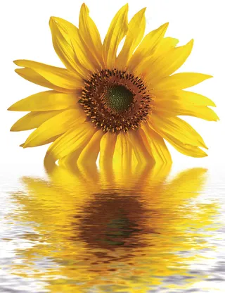 水中向日葵图