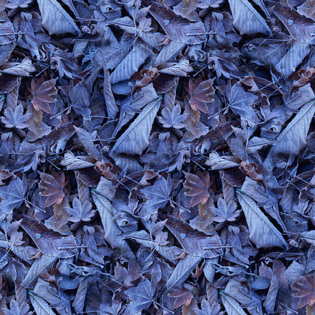 啜泉原创冬天树叶