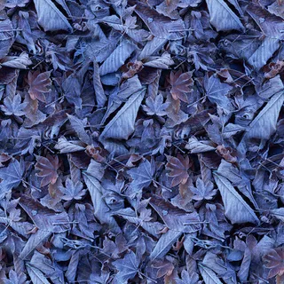 啜泉原创冬天树叶