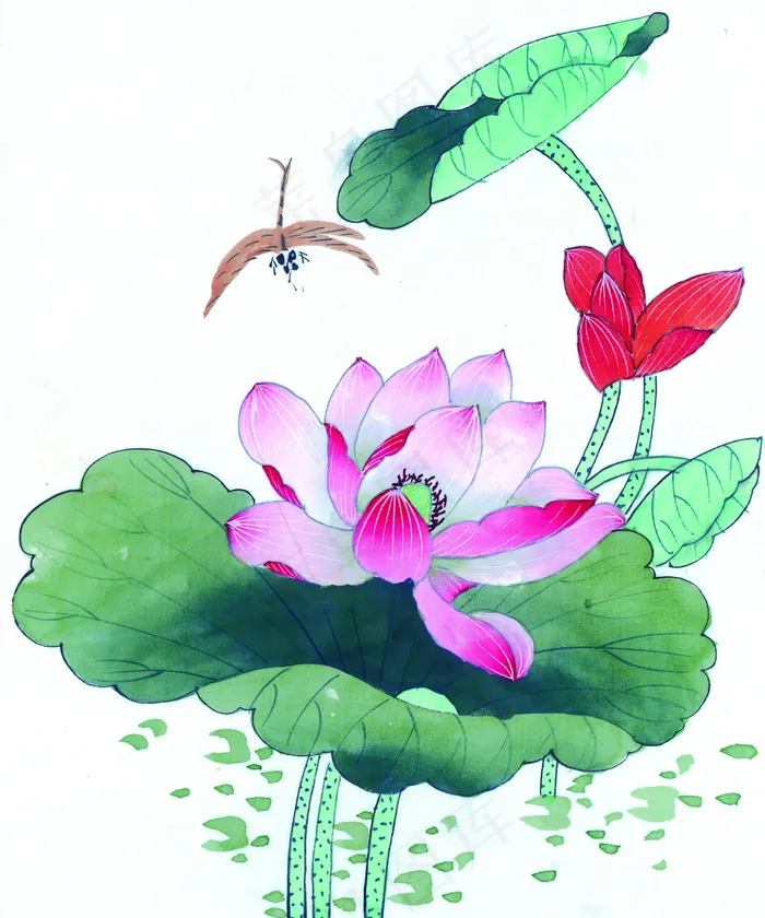 荷花 荷叶蜻蜓