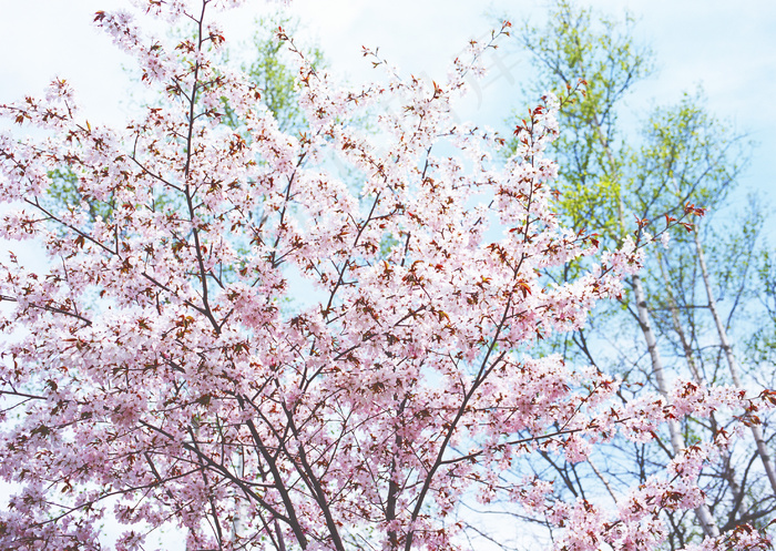 樱花风景摄影图片