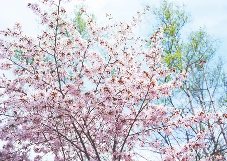 樱花风景摄影图片