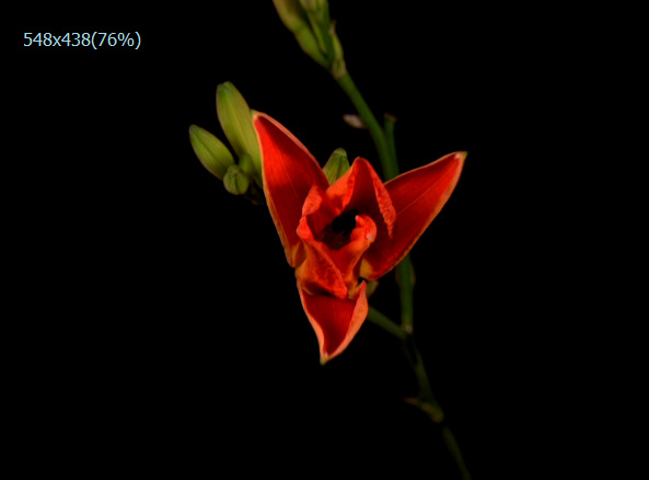 花开过程实拍素材下载