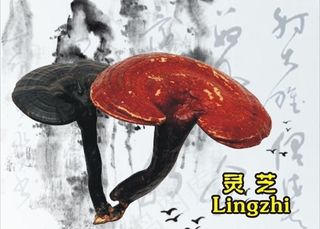 龙岩 闽西特产 野生灵芝图片