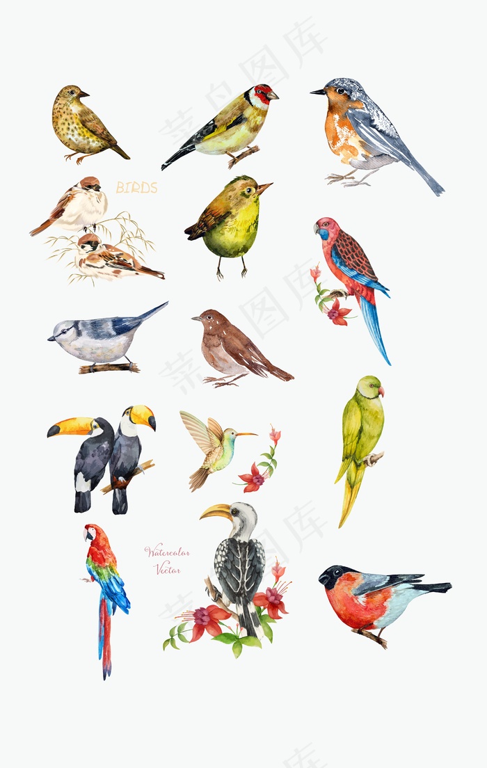 多种鸟类矢量图