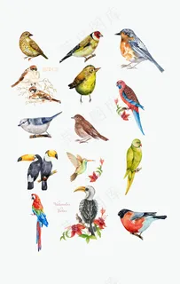 多种鸟类矢量图