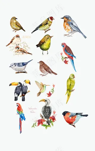 多种鸟类矢量图