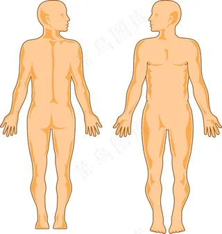 男性人体解剖站