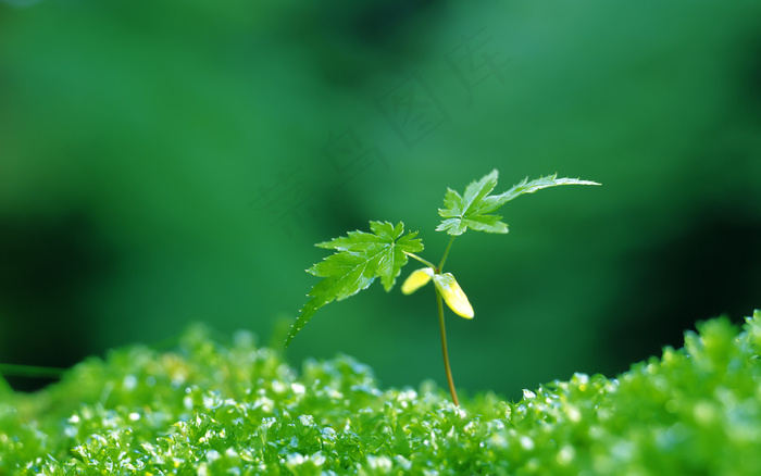 春天 生命 希望 发芽 嫩芽 绿芽