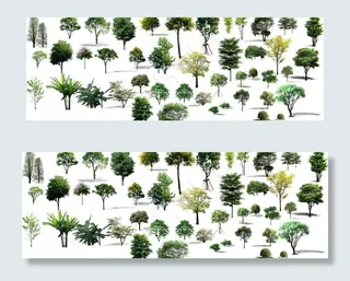 绿化景观树素材图片