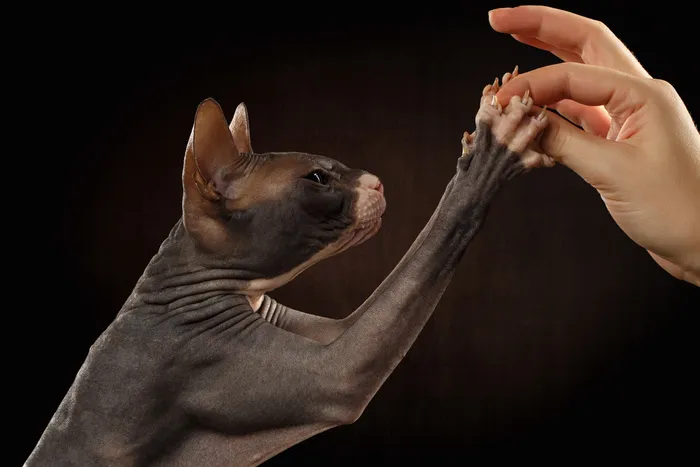 女性手指与猫咪