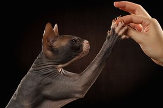 女性手指与猫咪