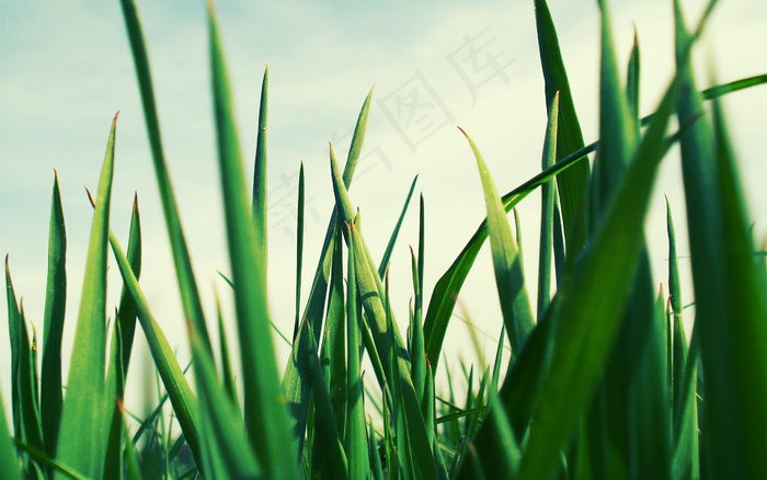 清新绿草植物图片