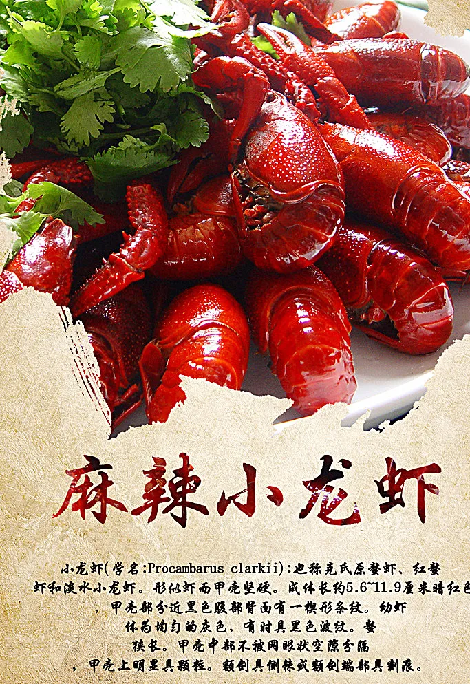 龙虾图片(3133X4500(DPI:381))psd模版下载