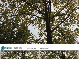 实拍深秋树叶摇曳大树高清视频