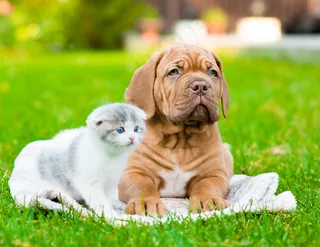 草地上的小猫小狗