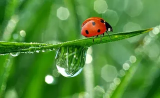 绿色自然风景图片