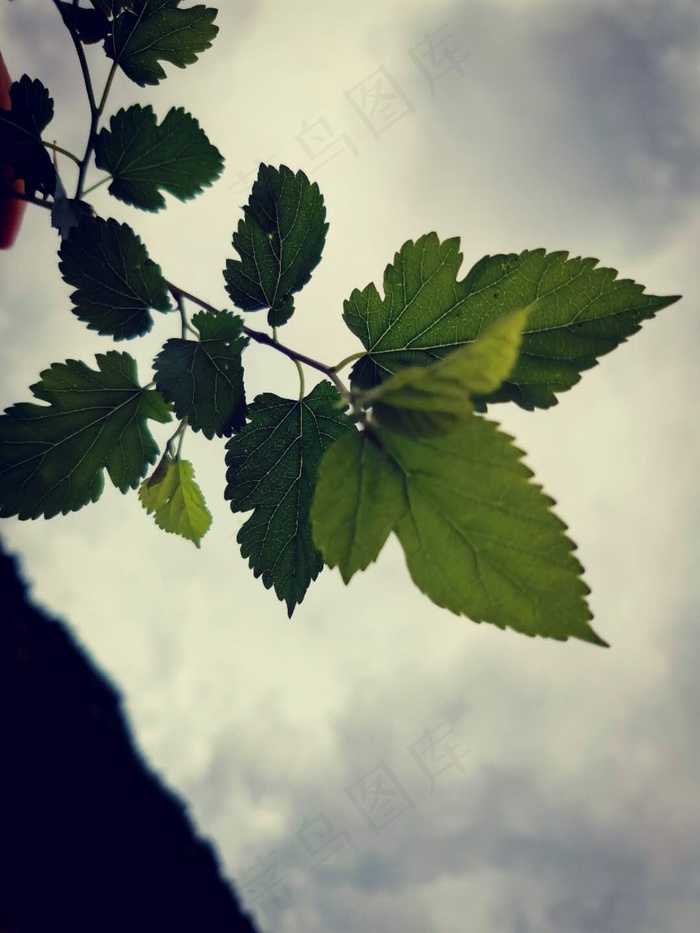 春草