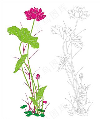 荷花矢量图片