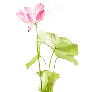 手绘荷花荷叶素材手绘荷花荷叶素材