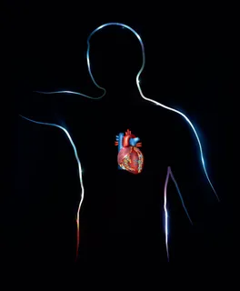 人体心脏器官设计矢量素材