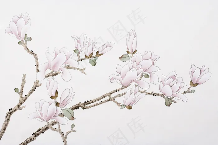 绘画玉兰花图片