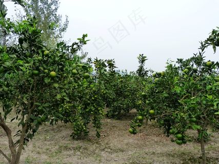 柚子树图片