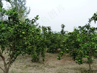 柚子树图片