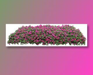 高清免抠植物洋凤仙