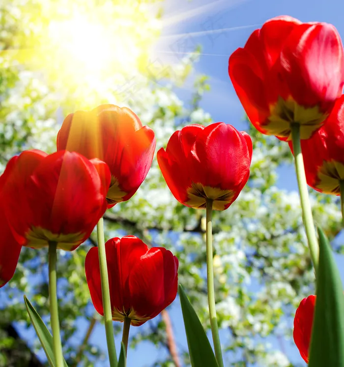 郁金香花束背景图