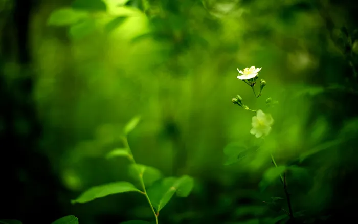 绿色森林植物设计背景
