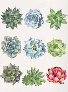 手绘唯美多肉PNG