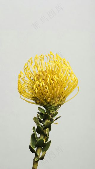 植物高清摄影图片