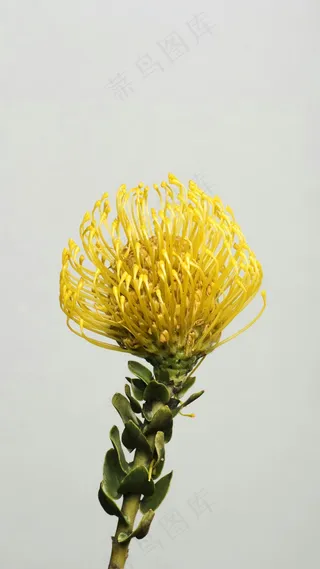 植物高清摄影图片