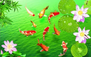 荷花鲤鱼图片