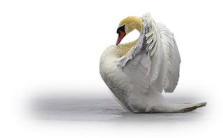 免抠png图片ps素材天鹅