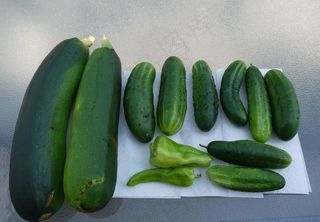 新鲜黄瓜图片