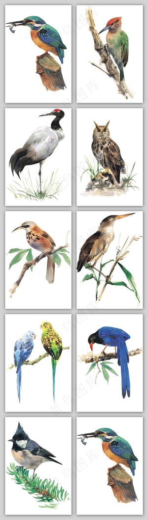 超高清手绘插画水彩飞行鸟类素材