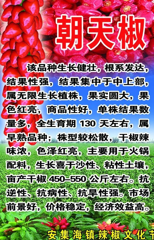 辣椒展板图片