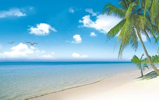 大海 沙滩 椰子树图片