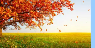 枫叶背景视频素材