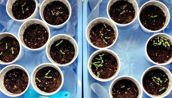 桌菜,紫菜汤,硬币,茶叶,龟苓膏,科学