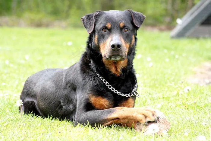 罗威纳犬,罗维纳,挪威拿犬,防暴犬,杜宾犬,有人说饼干吗？